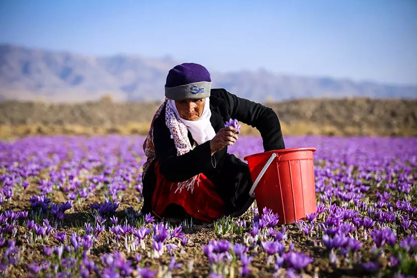 زنی ایرانی در حال کشت زعفران ایران که از سوغات مشهور آن به شمار می رود