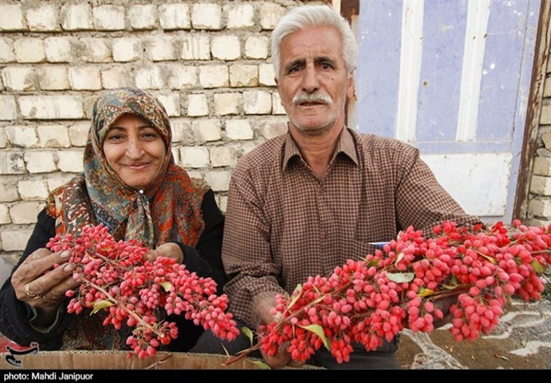 مرد و زن ایرانی که زرشک ایرانی را در دست دارند